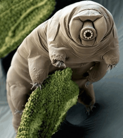 地球上最頑強的生物, 能在外太空生存, 生存力爆滿的水熊蟲