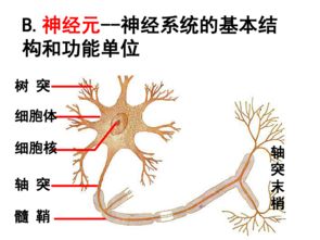 通過神經(jīng)系統(tǒng)的調節(jié)